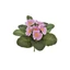 Primula csokor (20 cm) 