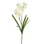 Nárcisz - CREAM (66 cm)