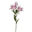 Liliom - WHITE BEAUTY (76 cm)