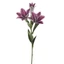 Liliom - DEEP BEAUTY (76 cm)