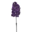 Hortenzia - DR PURPLE (70 cm)
