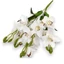 Orchidea csokor | gumi (46 cm) 