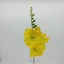 Élethű frézia (60 cm) 