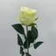 Élethű rózsa - DR CREAM GREEN (70 cm) 