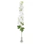 Delphinium  - WHITE (99 cm) 