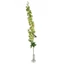Delphinium  - DEEP GREEN (99 cm) 