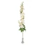 Delphinium  - SAND (99 cm) 