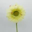 Gerbera (52 cm) 