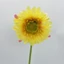 Gerbera (52 cm) 