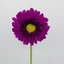 Gerbera (52 cm) 